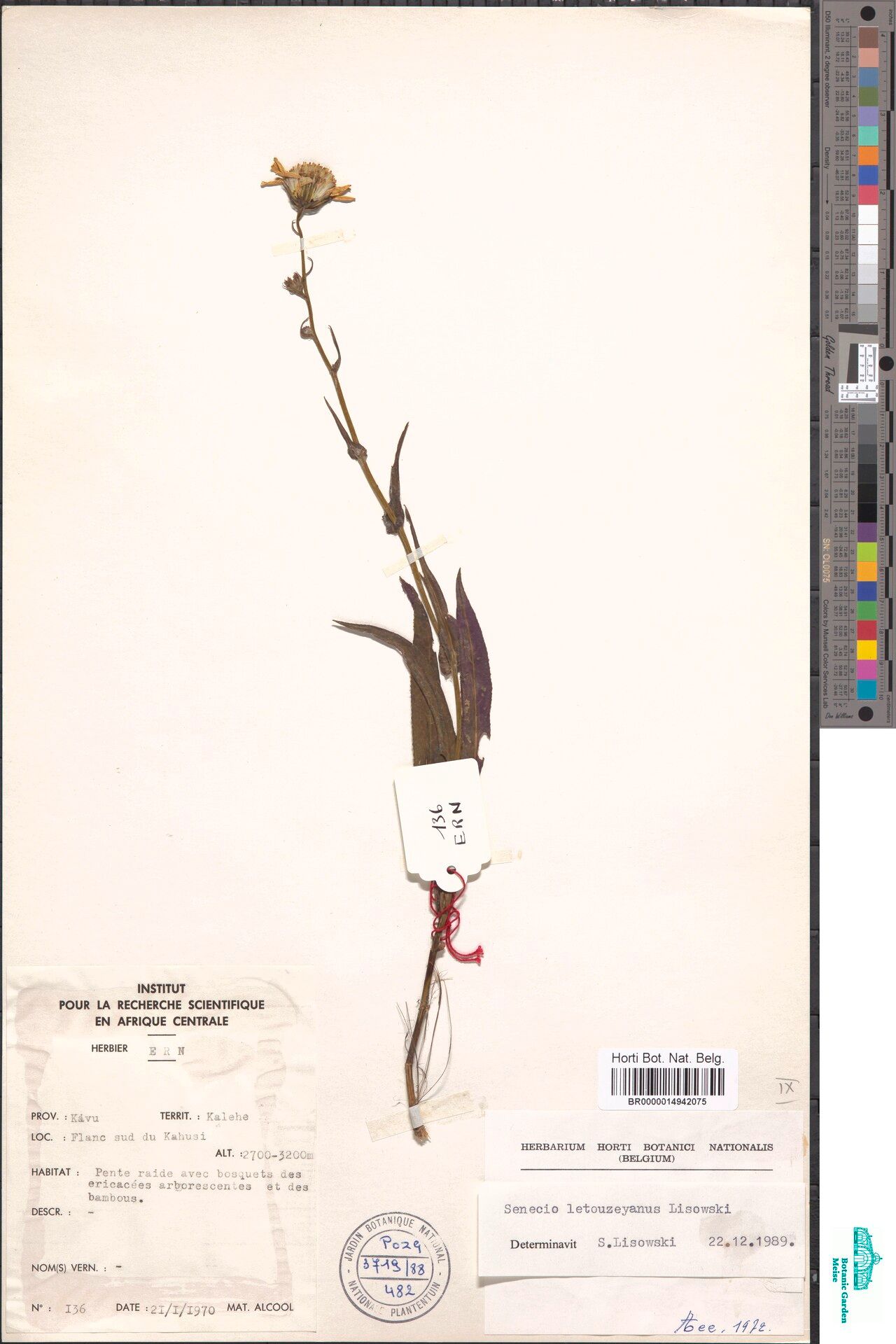 Senecio letouzeyanus — houseplant care guide