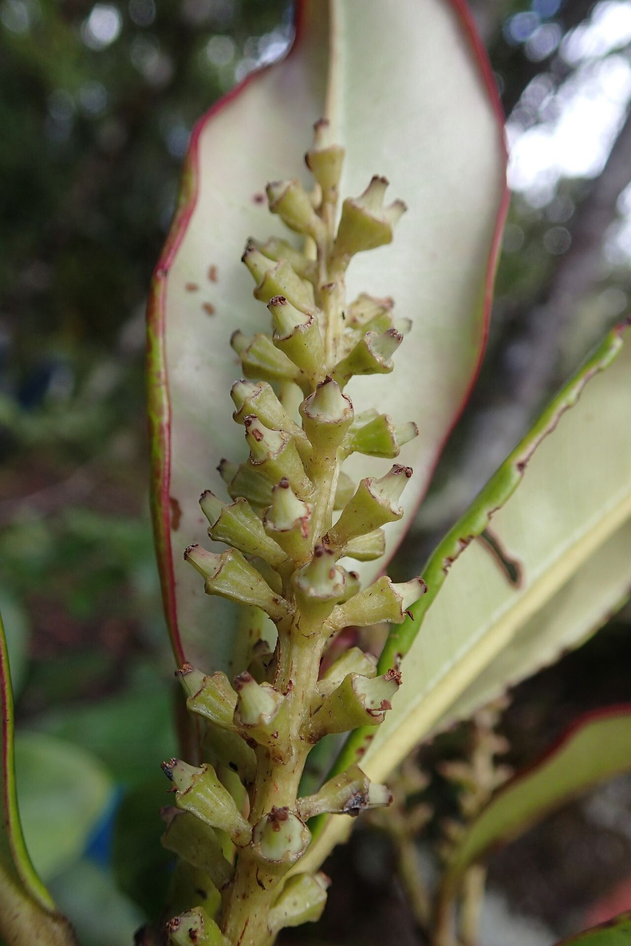 Quintinia major fruit
