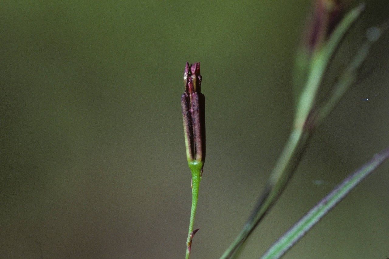 Pectis linifolia — houseplant care guide