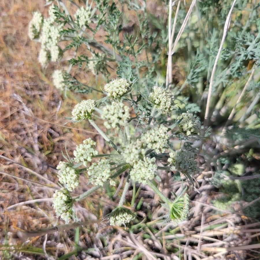 Lomatium dasycarpum flower