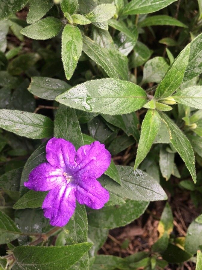 Ruellia longepetiolata flower