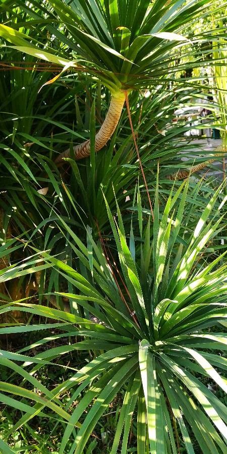 Dracaena cochinchinensis — search result for 'Dracaena'