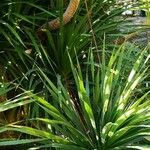 Dracaena cochinchinensis