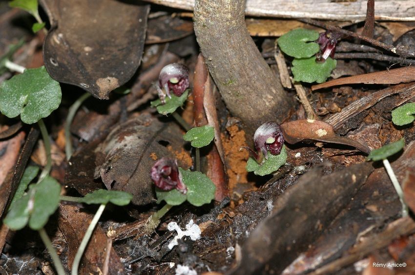 Corybas neocaledonicus habit