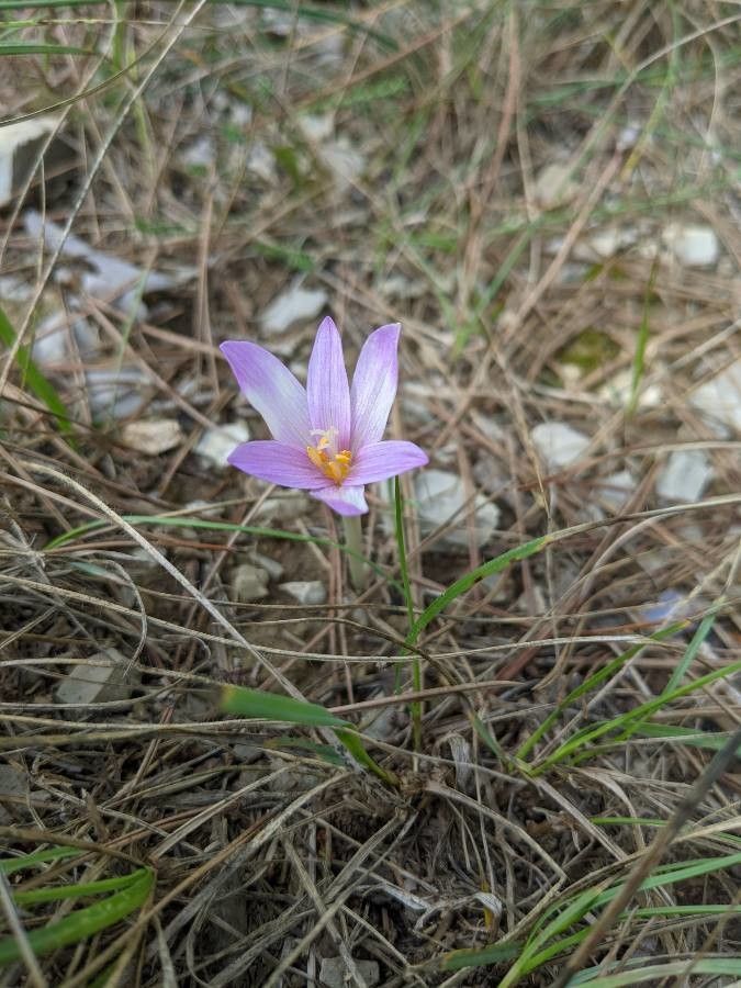 Colchicum longifolium flower