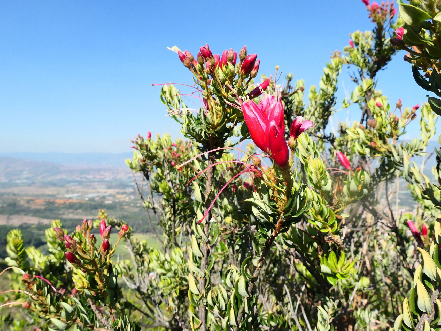 Bejaria mathewsii flower
