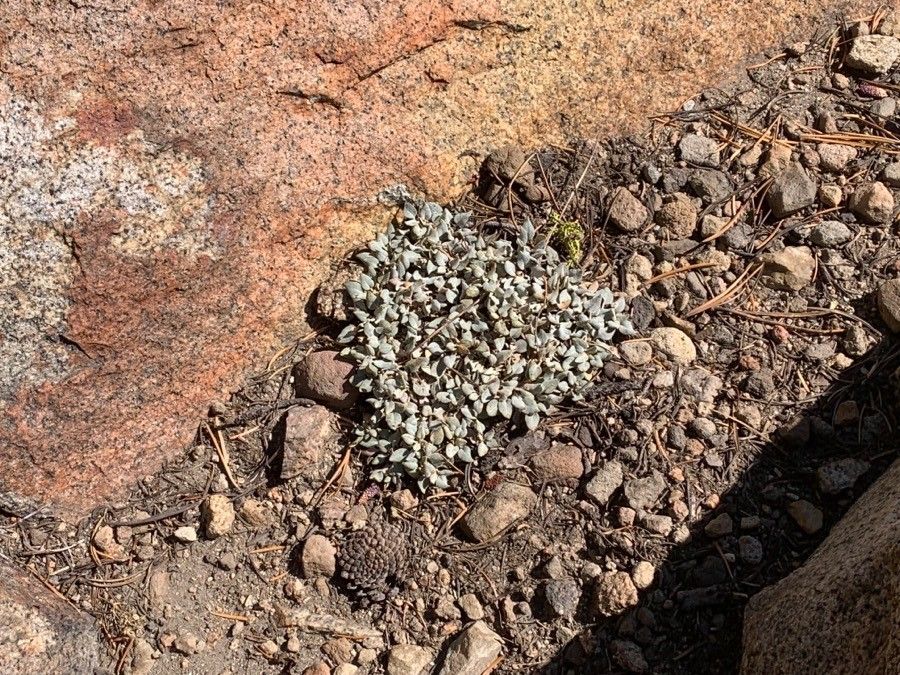 Eriogonum ovalifolium — search result for 'Eriogonum'