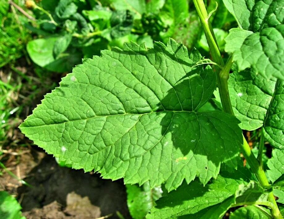 Jacobaea alpina leaf