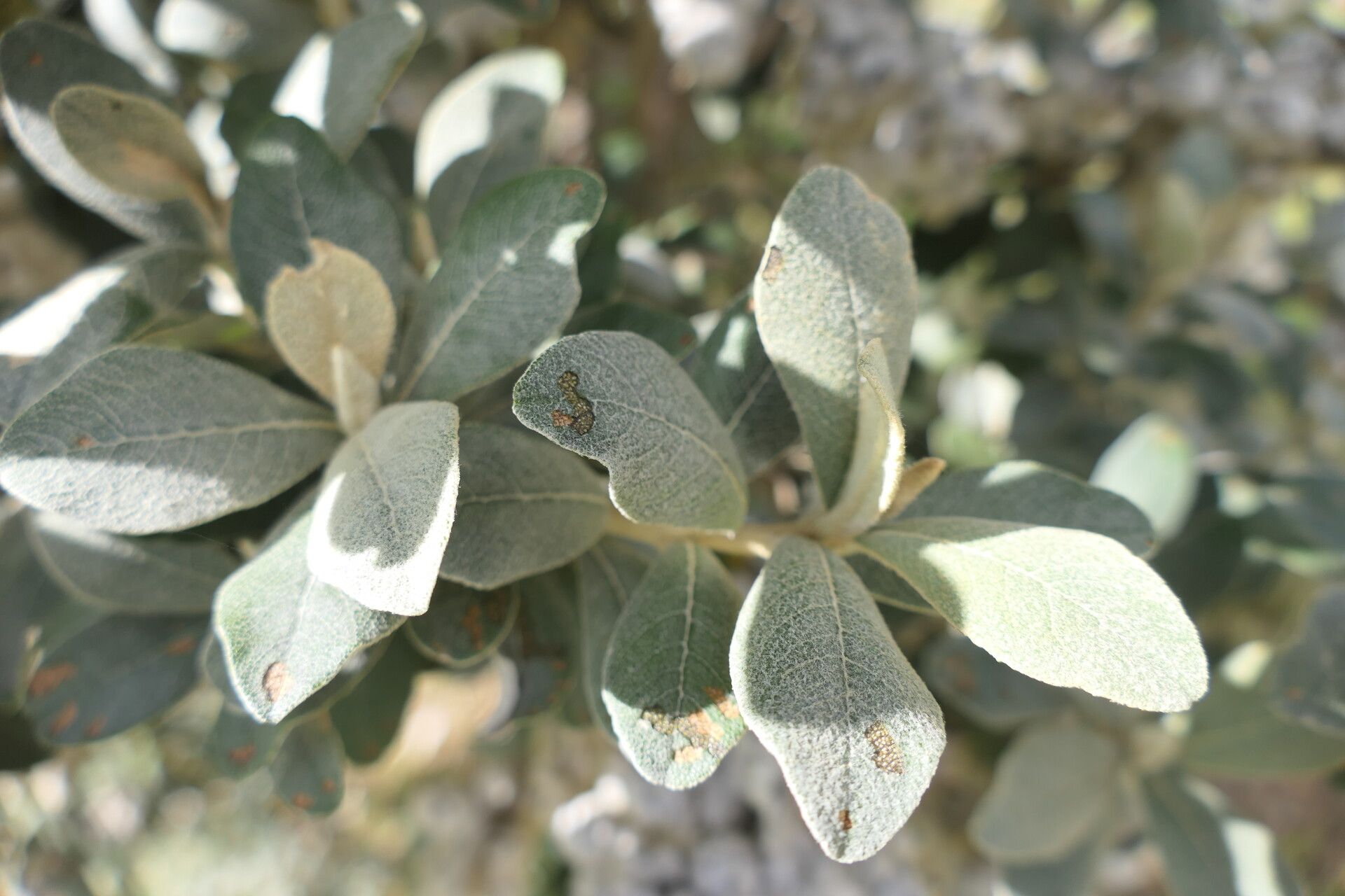 Tarchonanthus littoralis — related species from the same genus