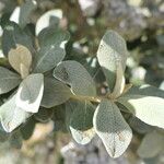 Tarchonanthus littoralis