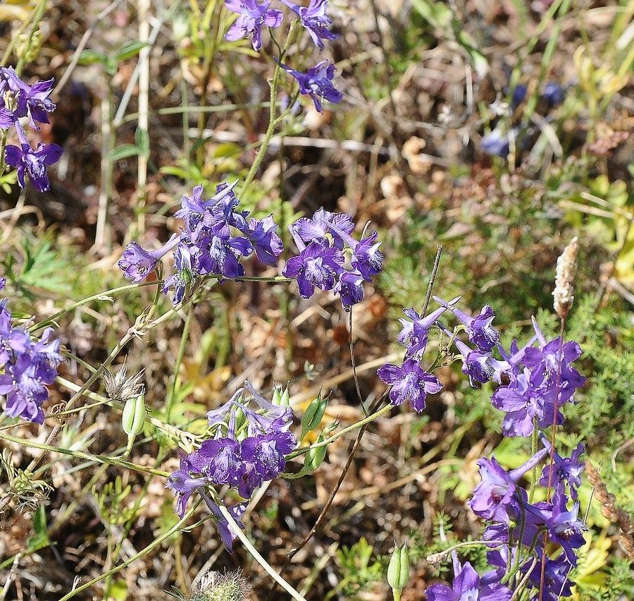 Delphinium patens habit