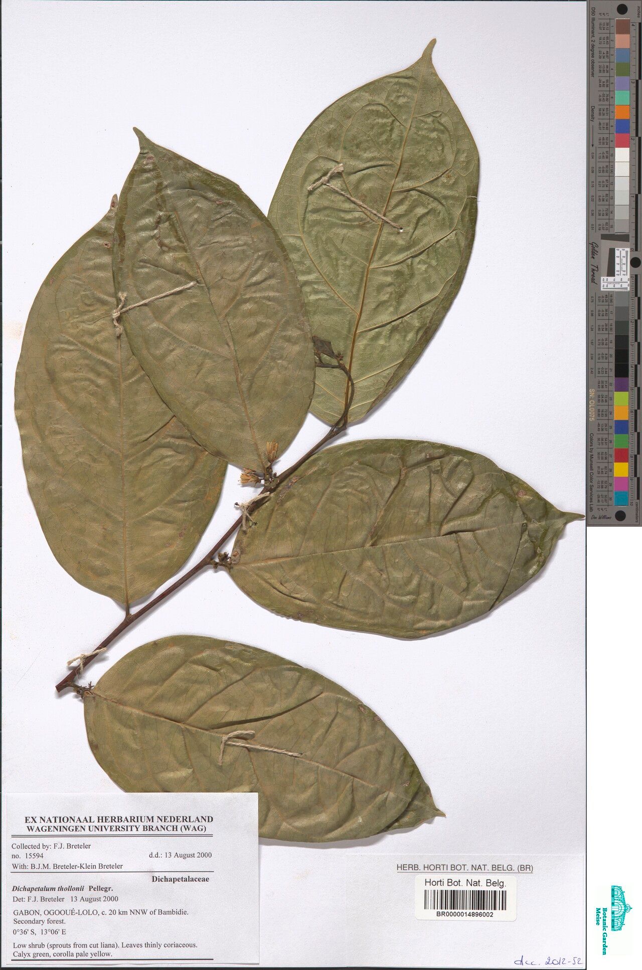 Dichapetalum thollonii — houseplant care guide