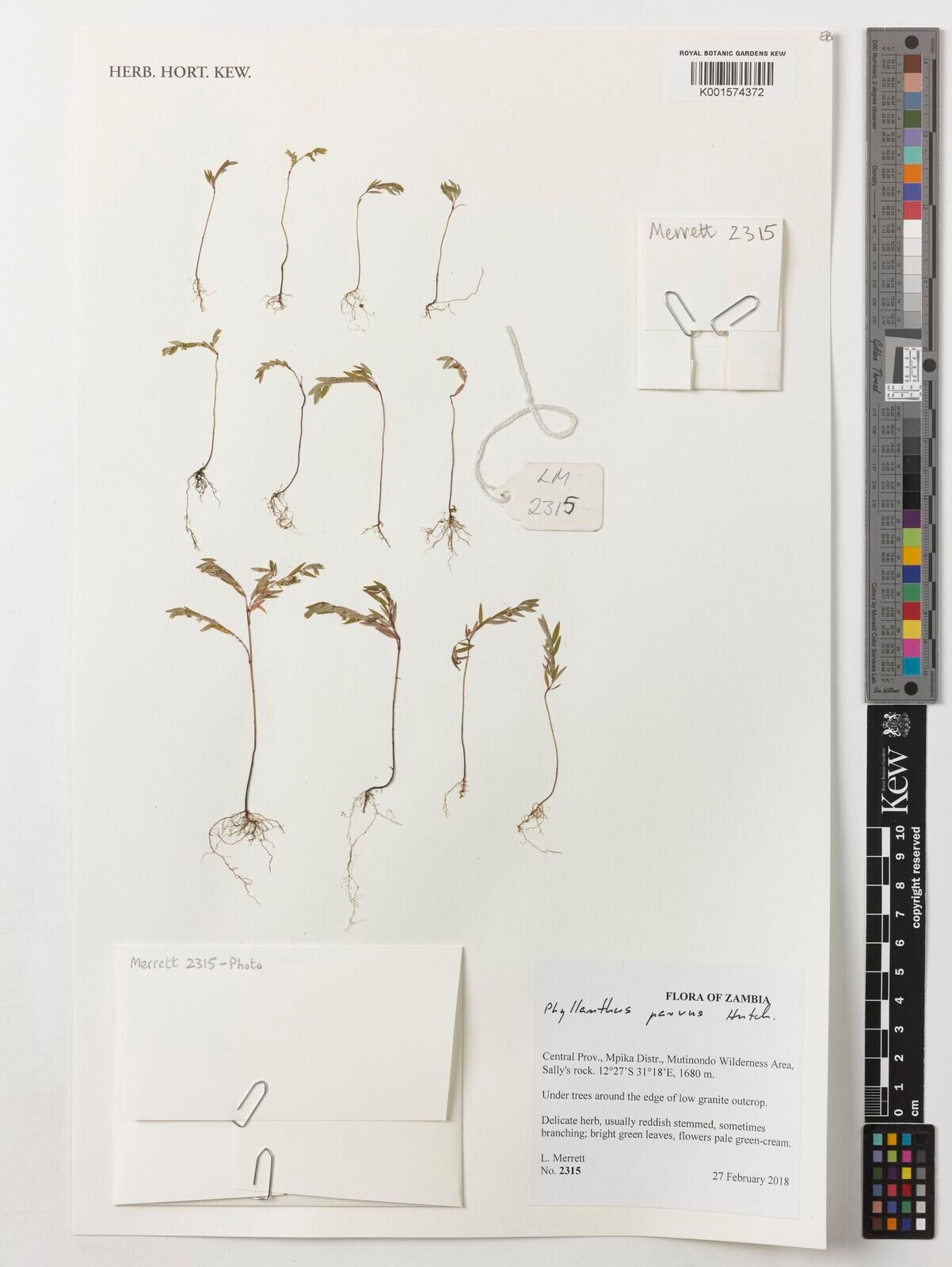 Phyllanthus parvus — houseplant care guide