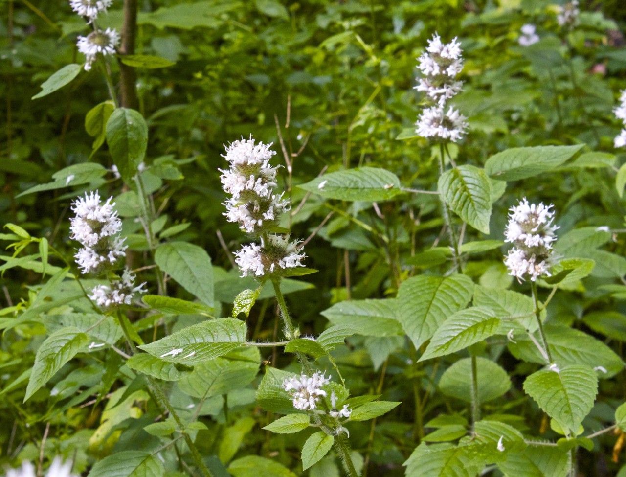 Blephilia hirsuta habit