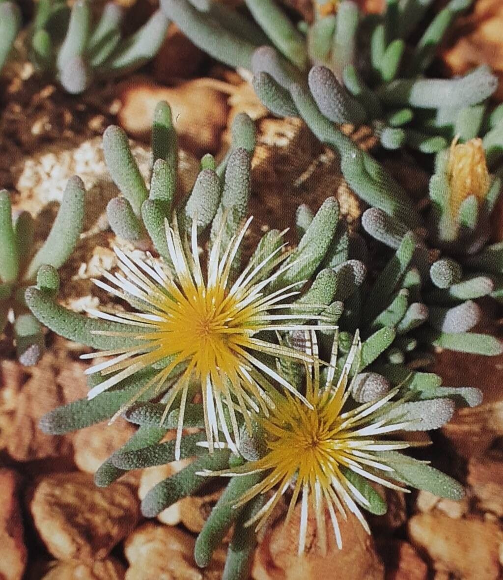 Mesembryanthemum rabiei flower