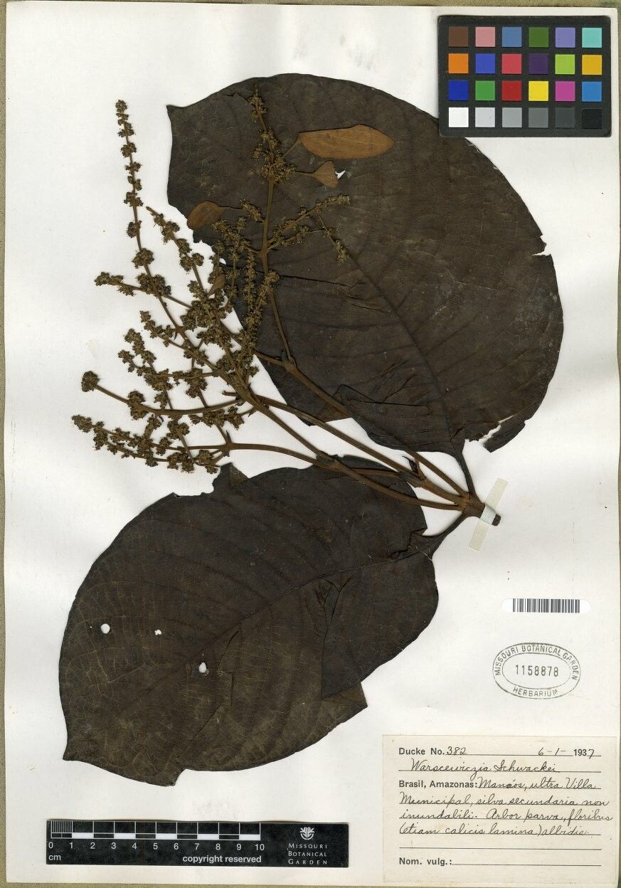 Warszewiczia schwackei — related species from the same genus