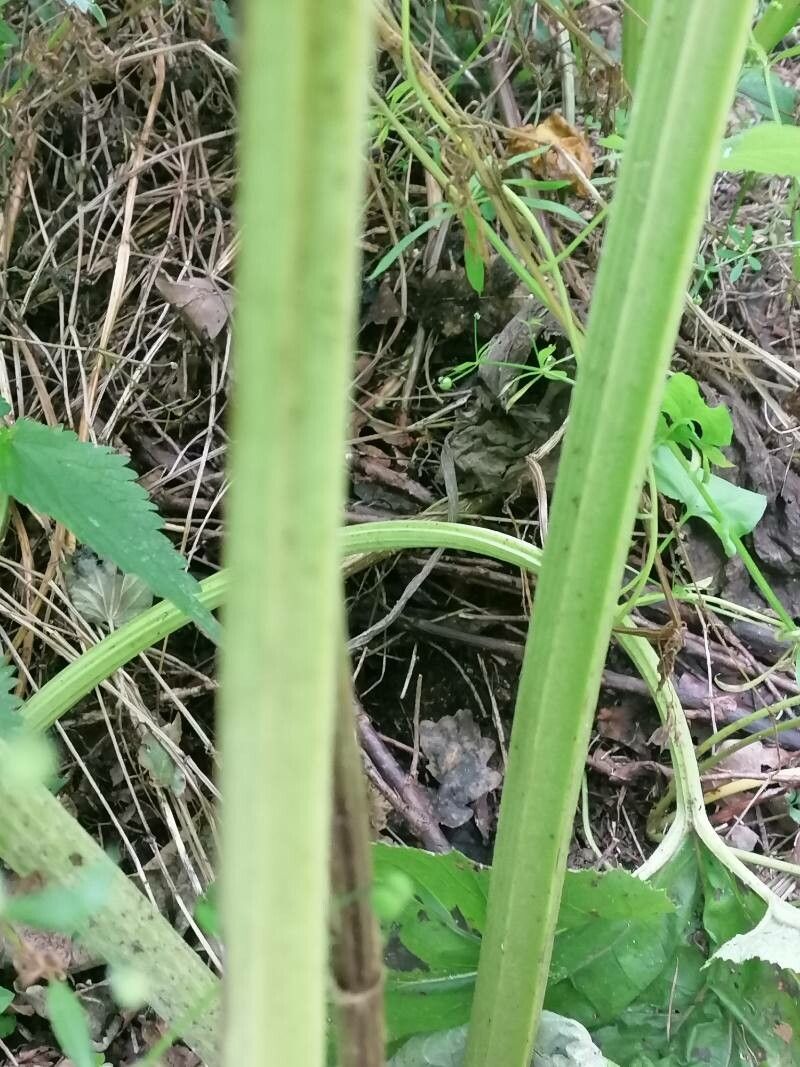 Petasites japonicus bark