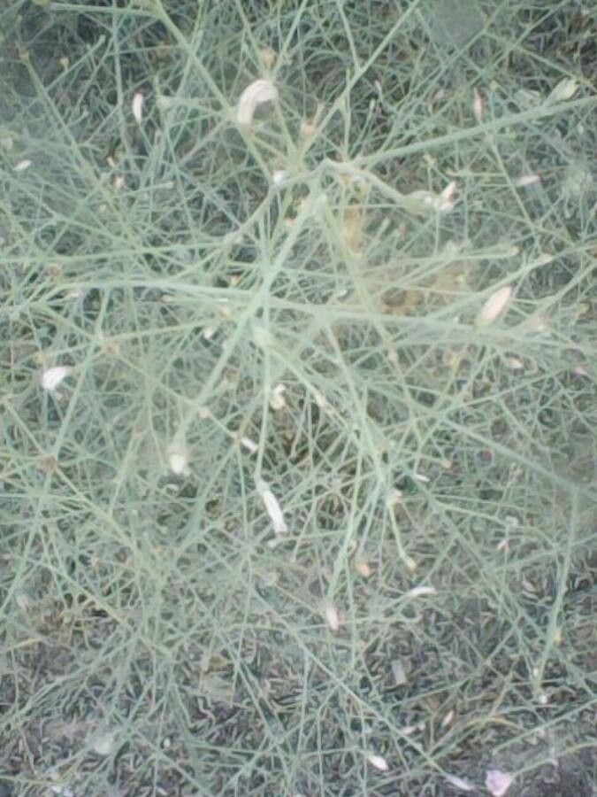 Acanthorrhinum ramosissimum — houseplant care guide