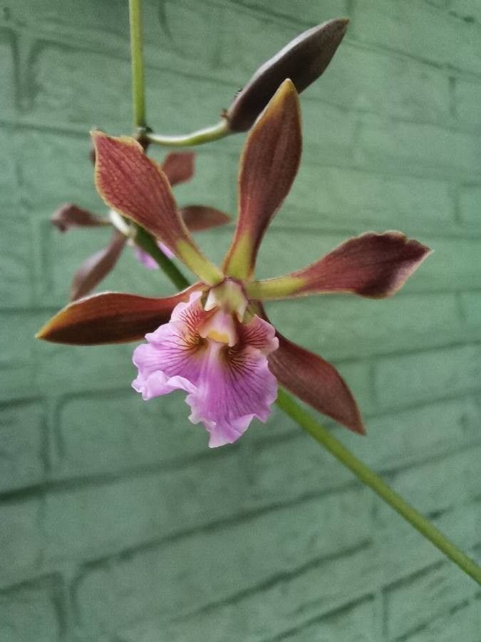 Encyclia randii flower