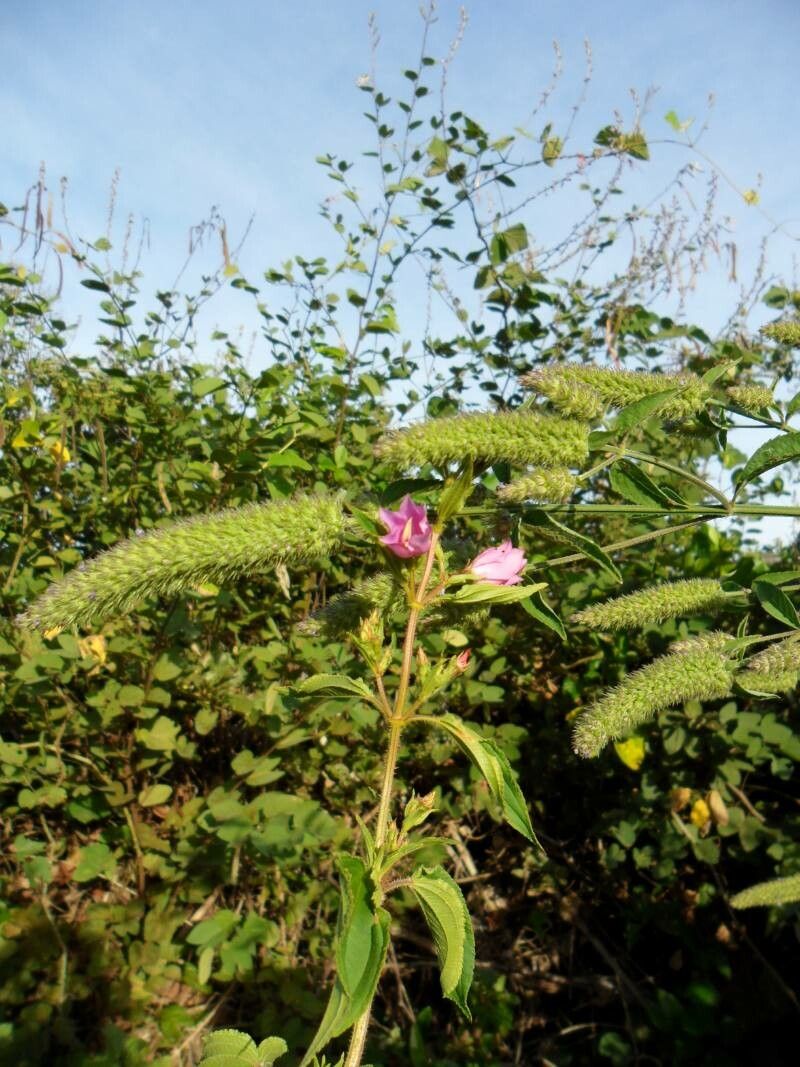 Cantinoa americana fruit