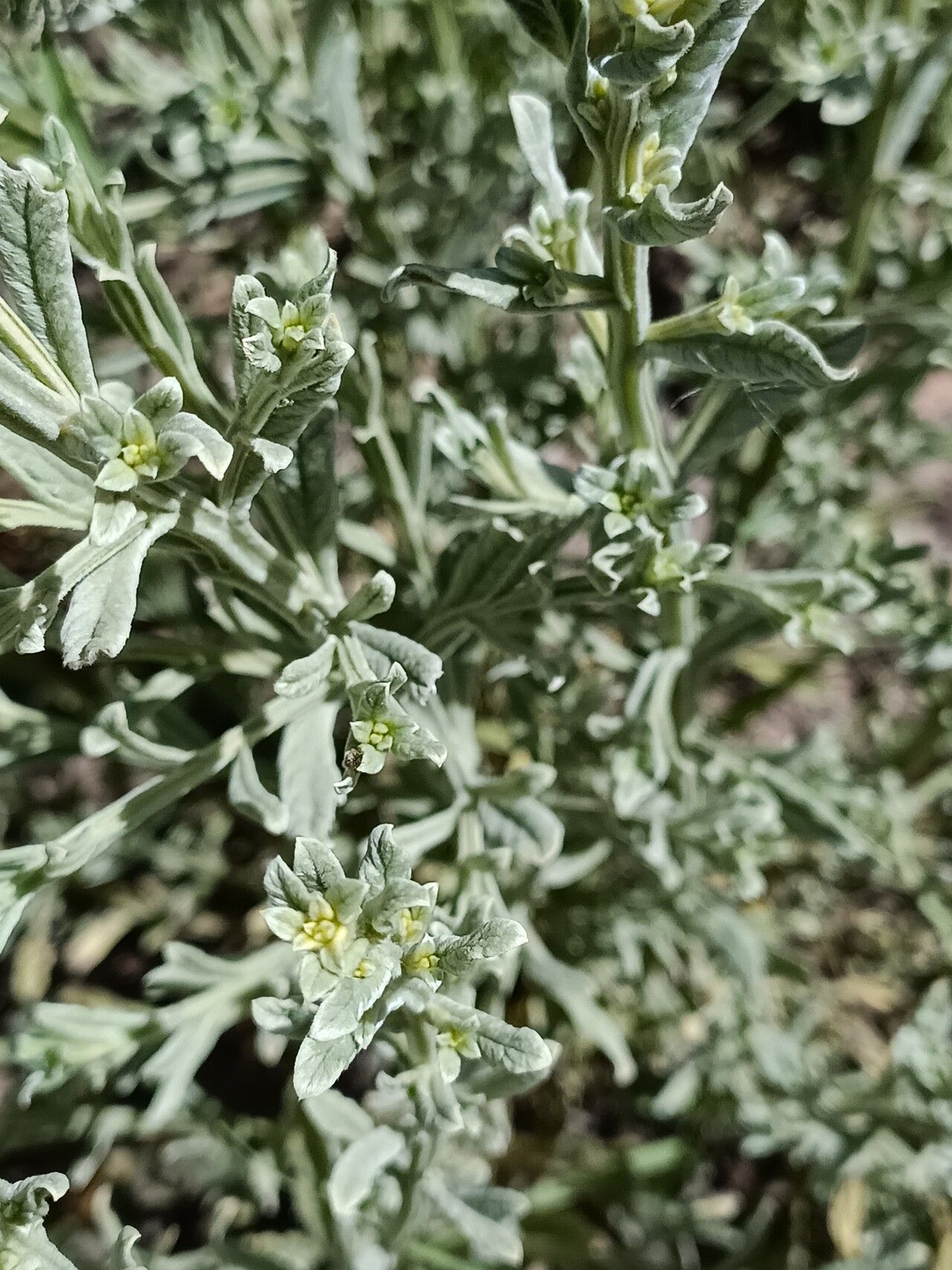 Laggera decurrens habit