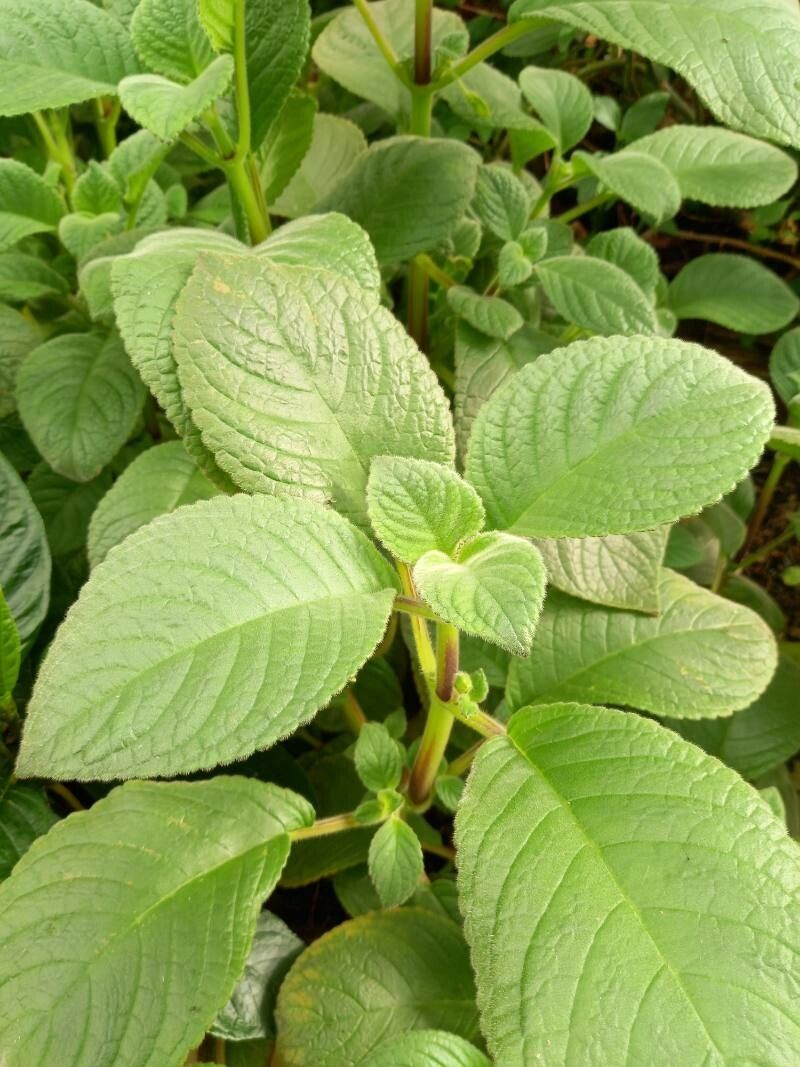 Streptocarpus johannis — search result for 'Streptocarpus'