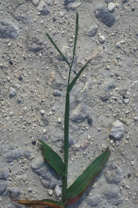 Paspalum setaceum habit