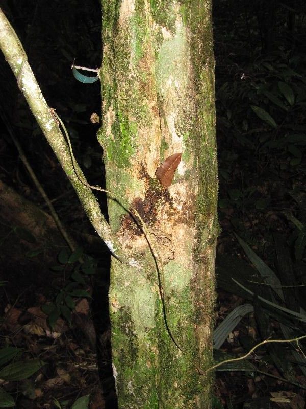 Inga pezizifera bark