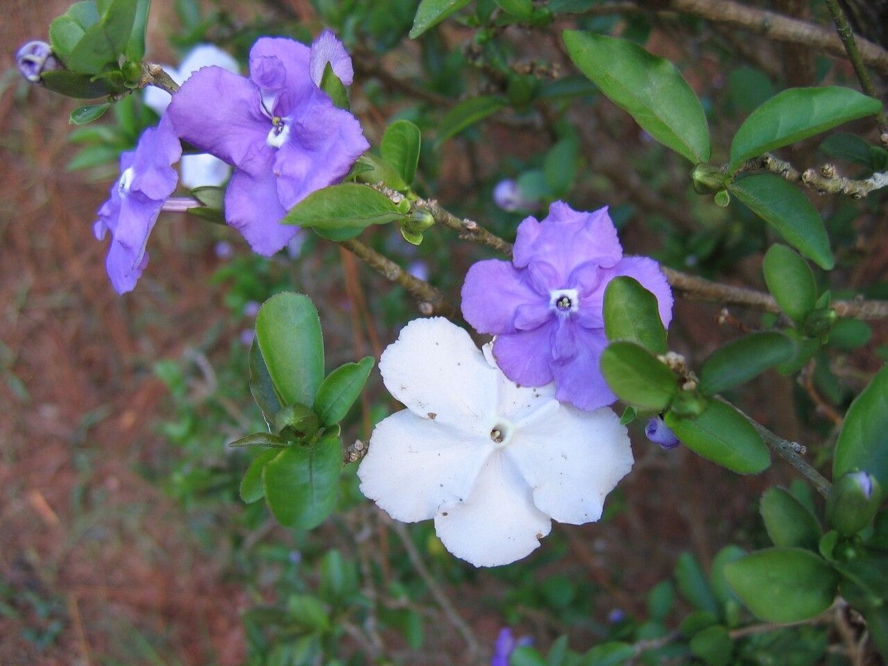 Brunfelsia grandiflora flower