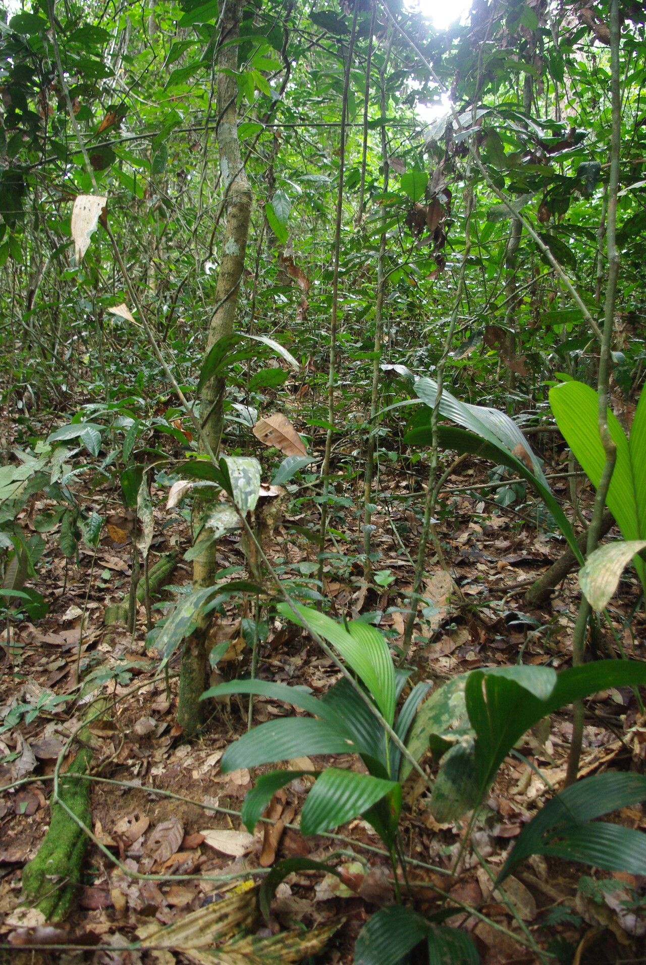 Eremospatha tessmanniana habit