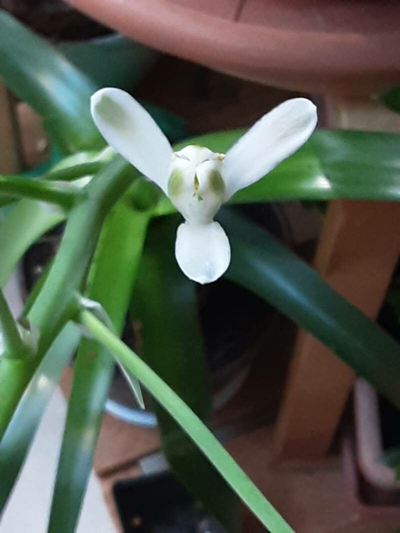 Albuca nelsonii flower