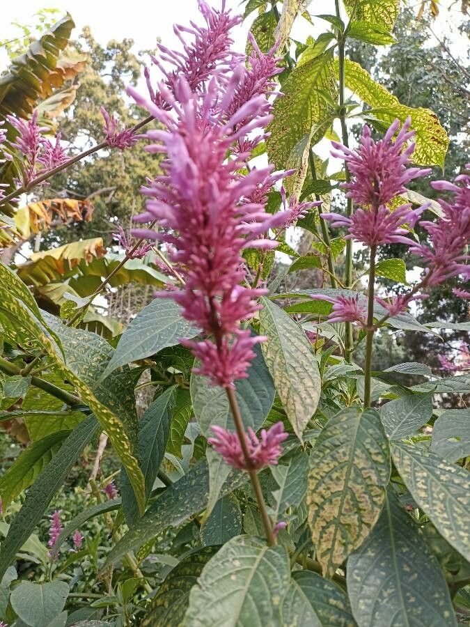 Odontonema callistachyum flower