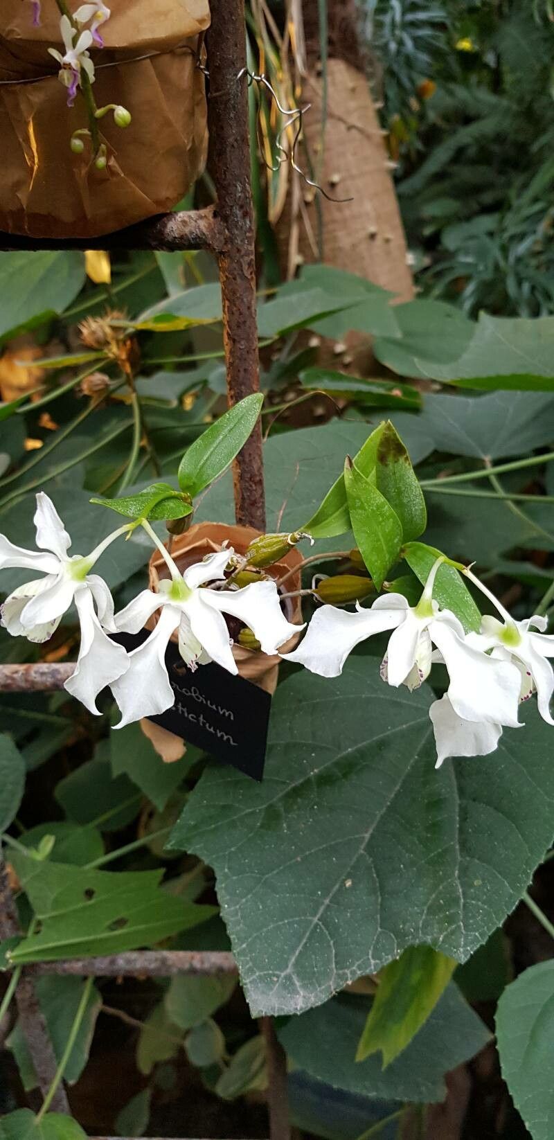 Dendrobium rhodostictum habit