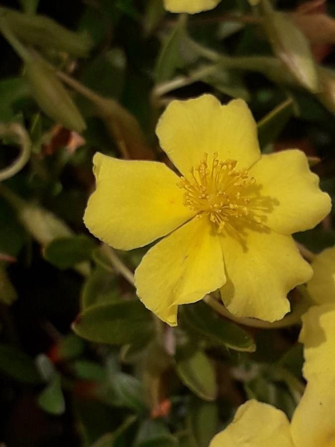 Helianthemum lunulatum flower