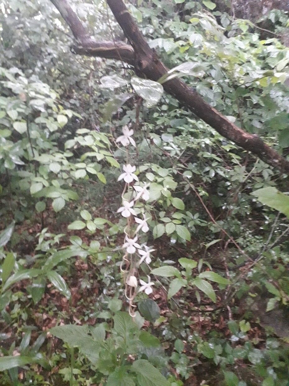 Aerangis kotschyana — search result for 'Aerangis'