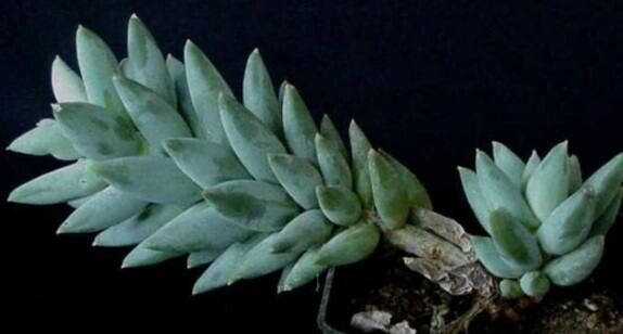 Pachyphytum coeruleum habit