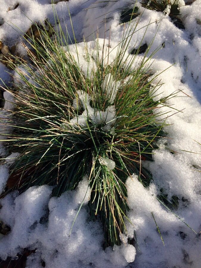 Festuca huonii — search result for 'Festuca'