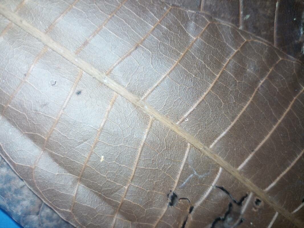 Pouteria torta — search result for 'Pouteria'