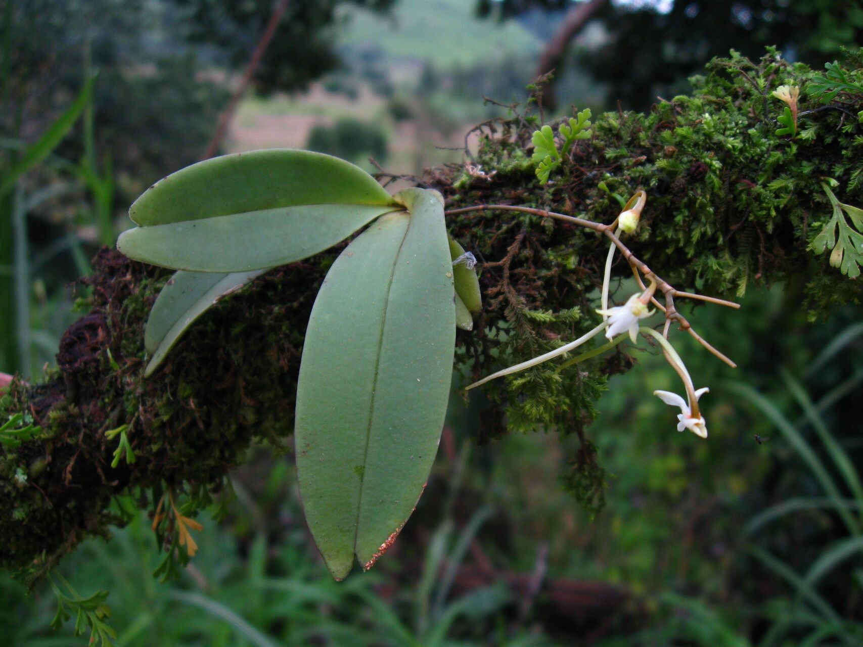 Angraecopsis lisowskii habit
