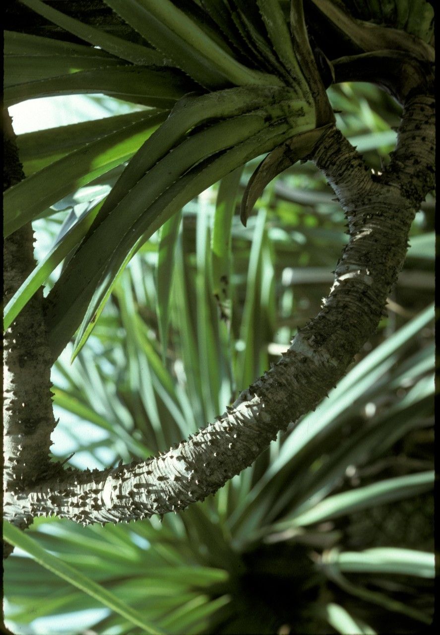 Pandanus cephalotus bark