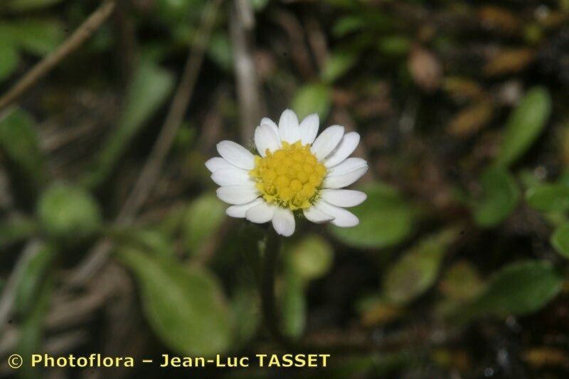 Bellium nivale flower