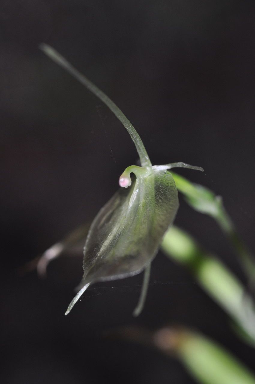 Acianthus tenellus flower