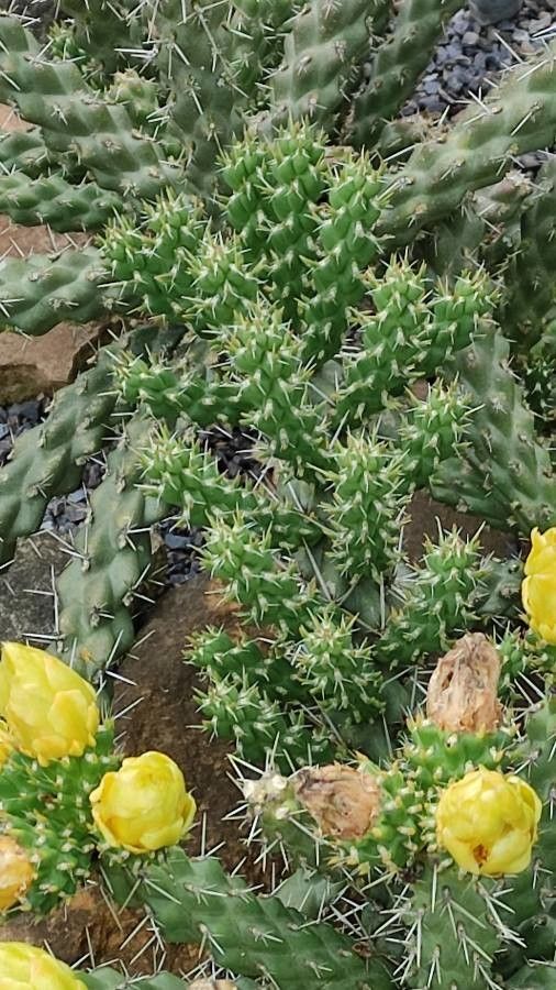 Cylindropuntia whipplei leaf