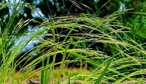 Lachnagrostis filiformis — clay tolerant houseplant