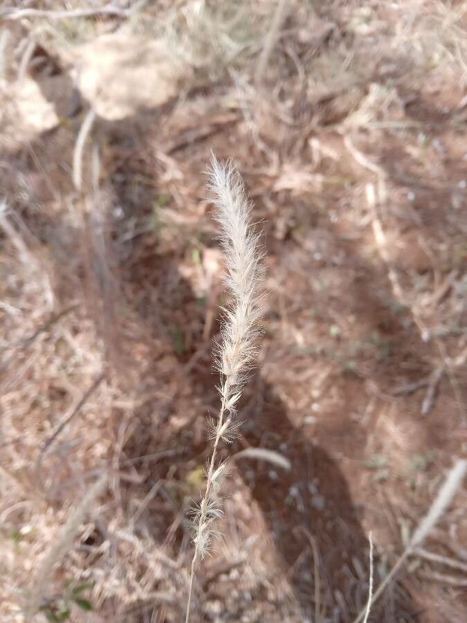 Cenchrus stramineus flower