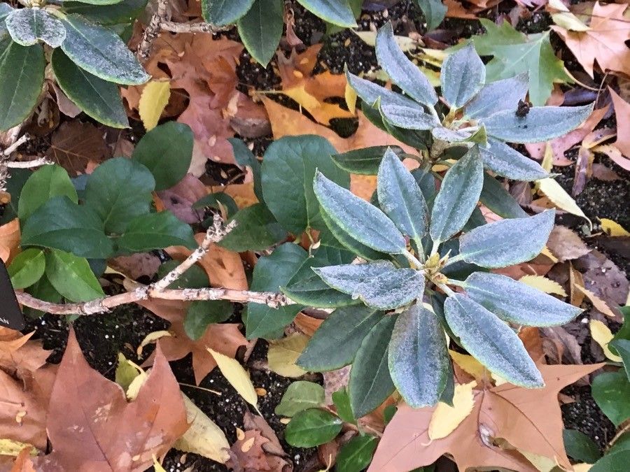 Rhododendron pseudochrysanthum — search result for 'Rhododendron'