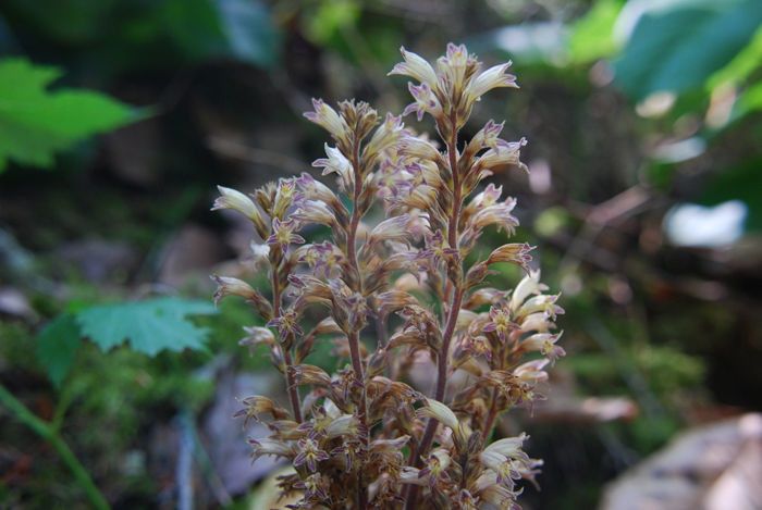 Orobanche pinorum — houseplant care guide