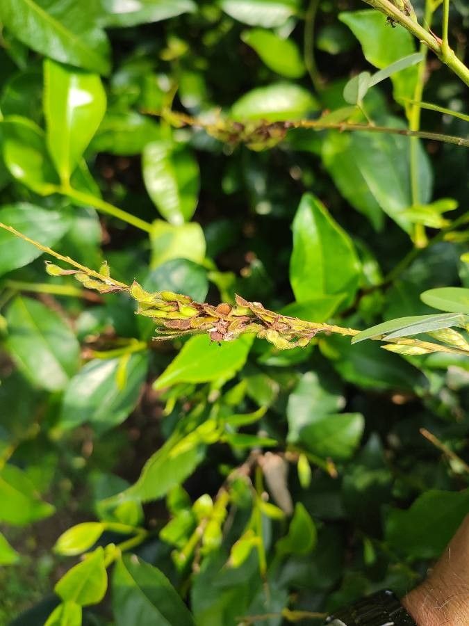 Desmodium heterocarpon other