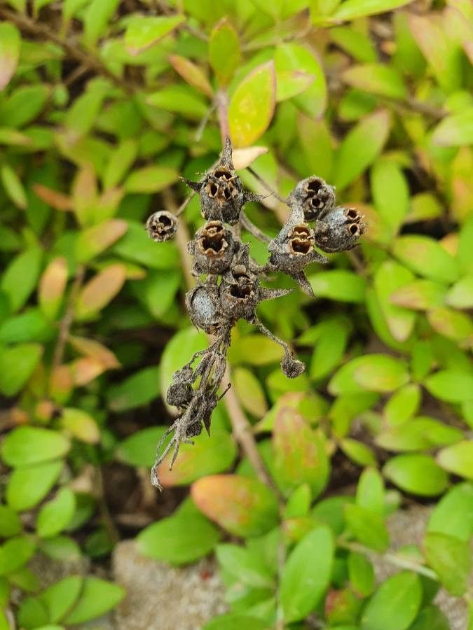 Gambelia speciosa fruit