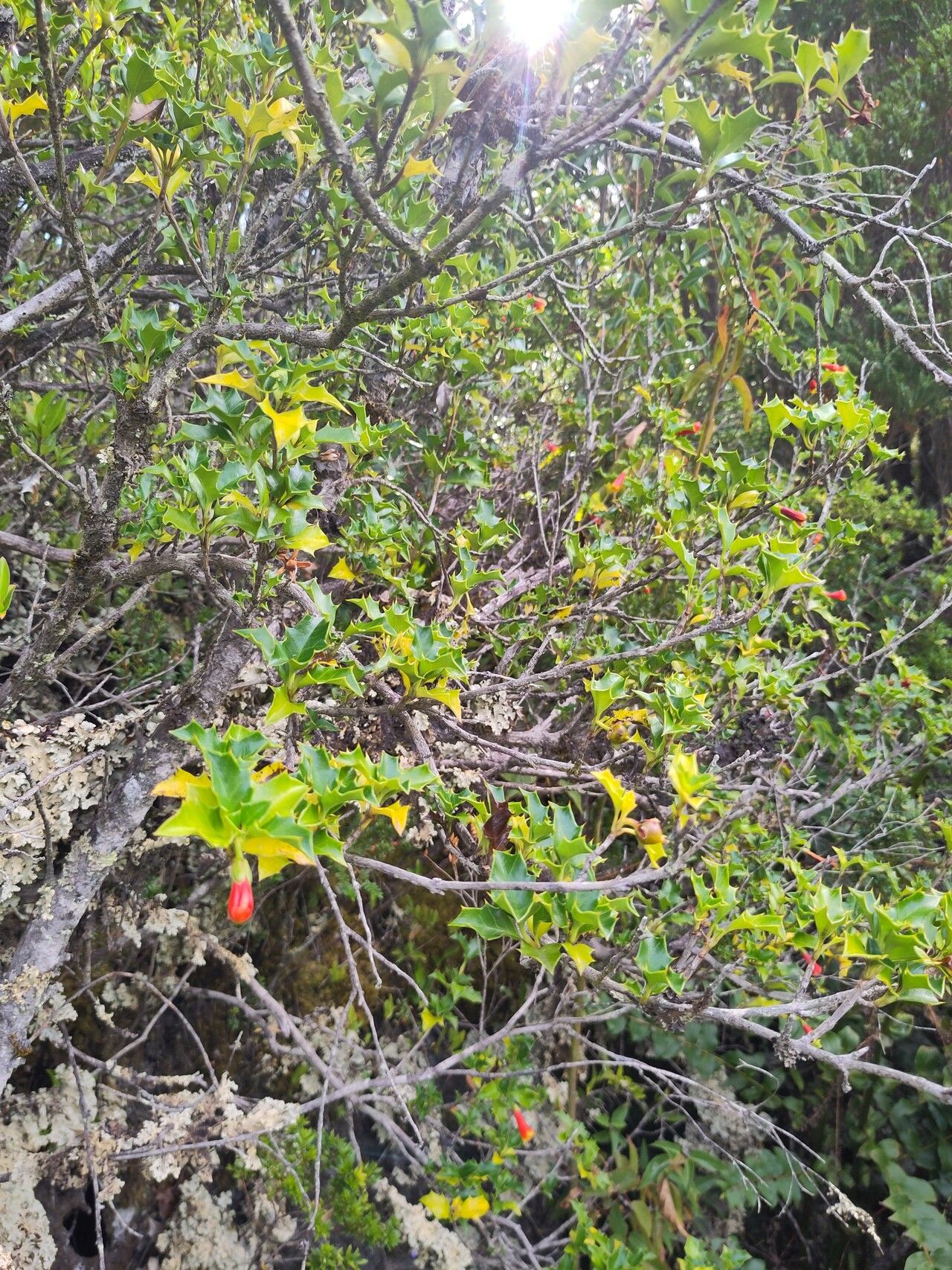 Desfontainia fulgens habit